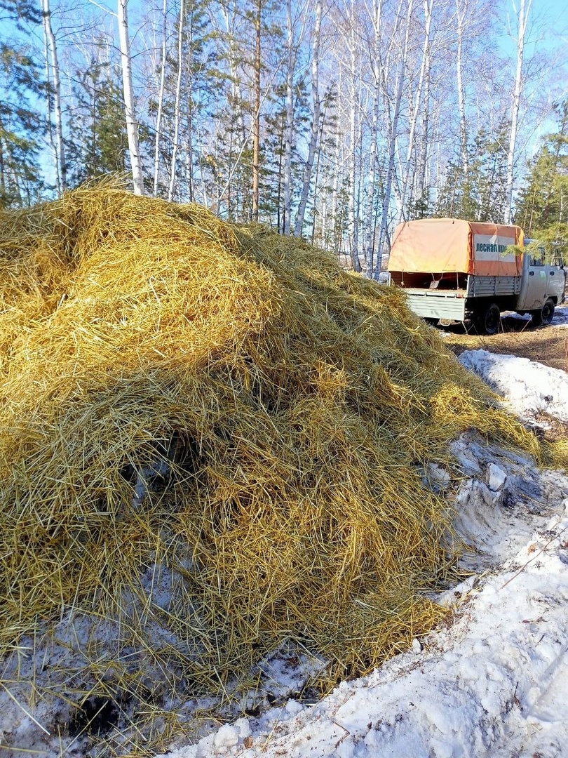 Лесники Увельского лесхоза готовятся к посадке саженцев и защите леса от  огня | 30.03.2023 | Увельский - БезФормата